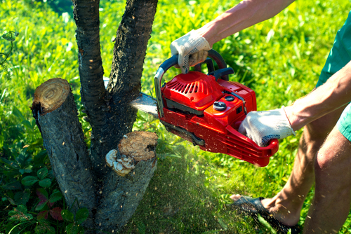 Tree Removal in MD