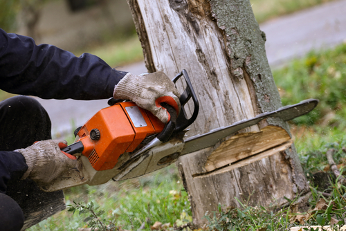 tree removal in jessup