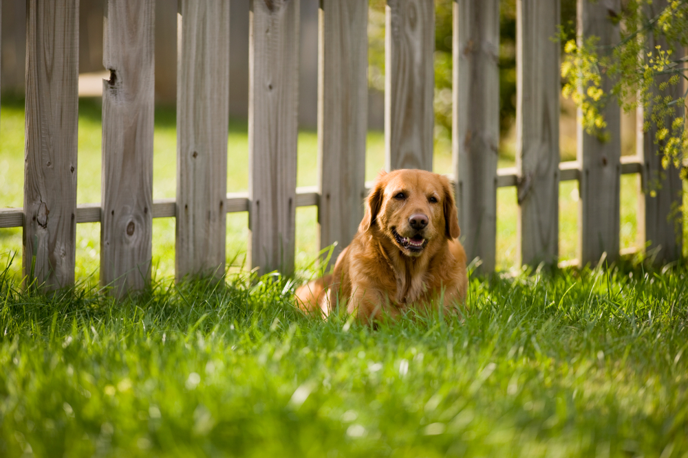 fencing for pet