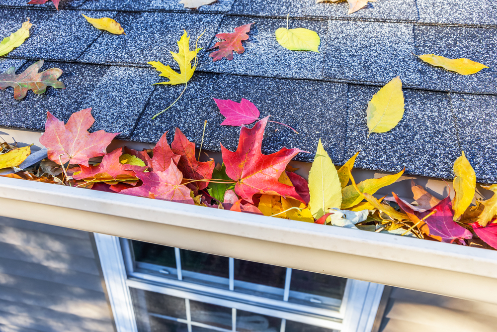 fall leaves in gutter