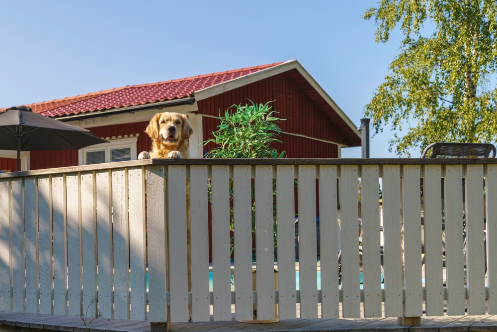 Planning a Fence for a Dog