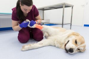 Home 15 Epoxy Flooring for Veterinarian Offices