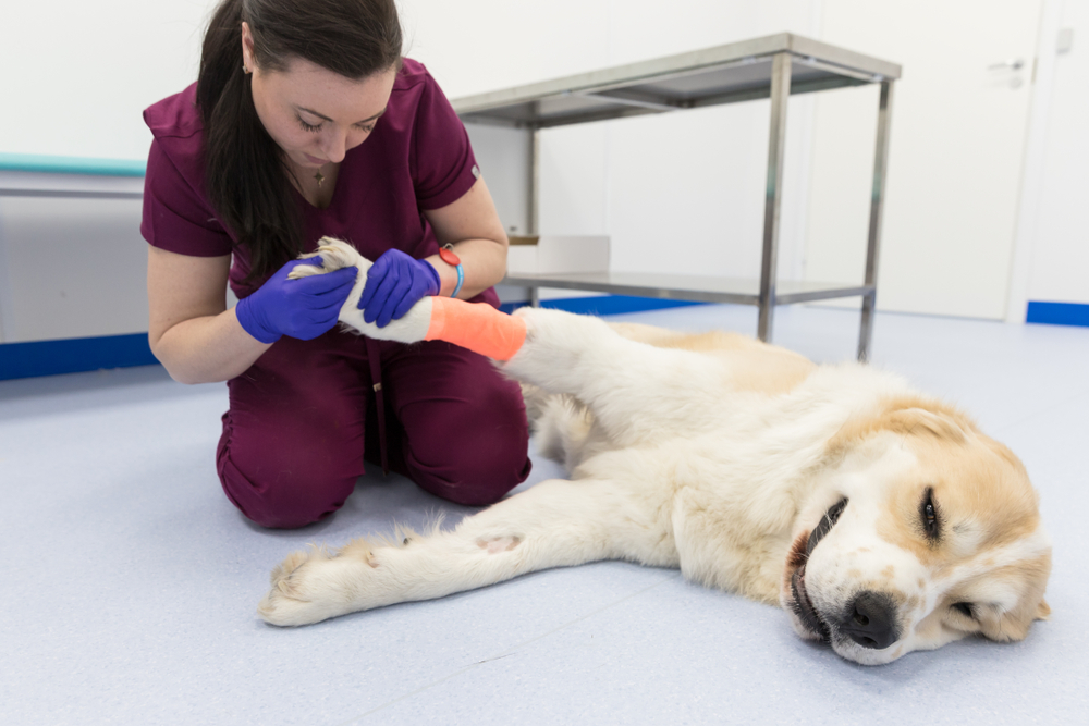 Epoxy Flooring for Veterinarian Offices