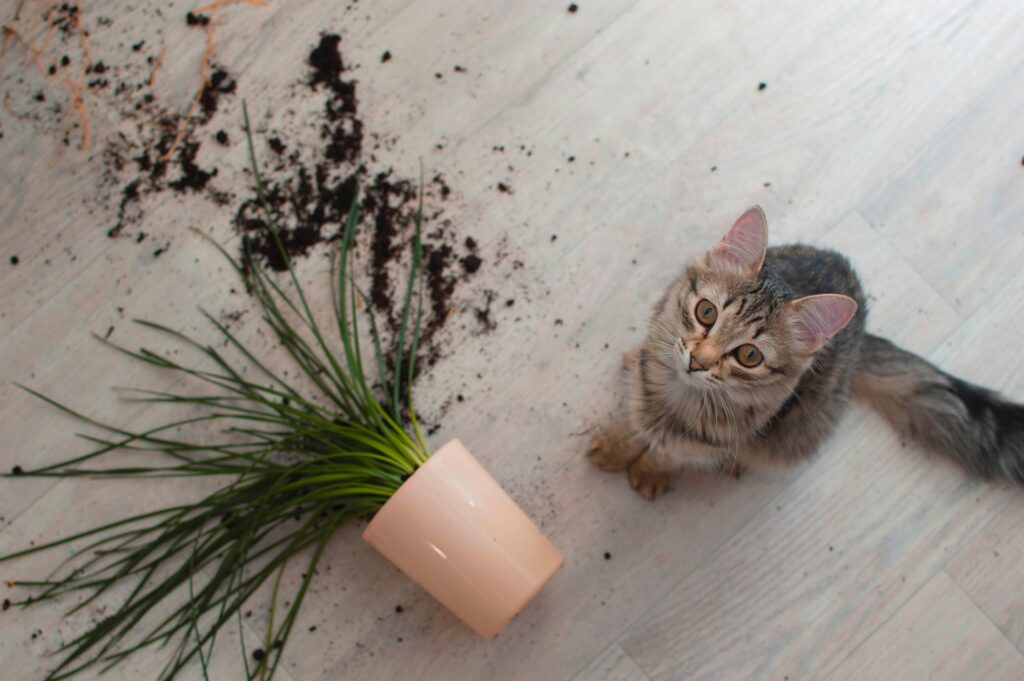 Flooring for Houses with Pets 3 Flooring for Houses with Pets