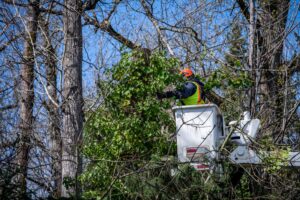 Home 15 When Should a Tree Be Removed from My Property
