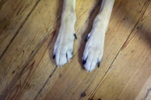 Best Pet-Friendly Flooring Options
